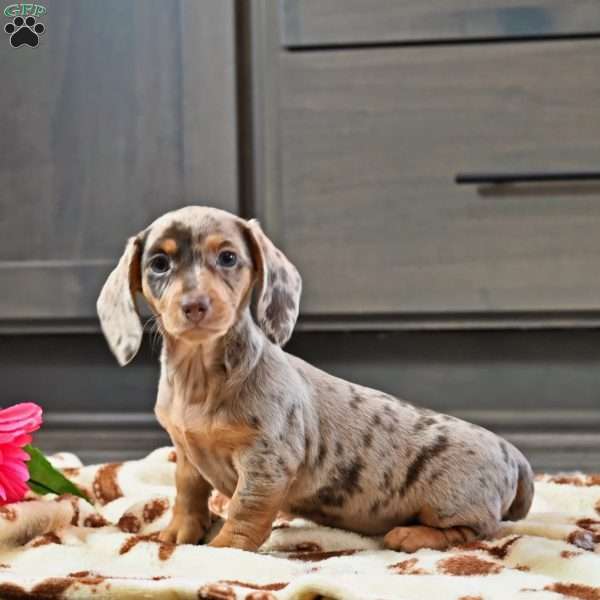 Lilly, Dachshund Puppy